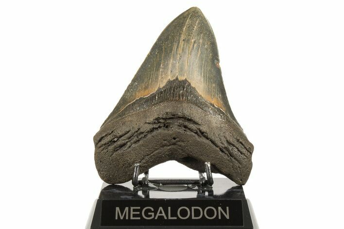 Fossil Megalodon Tooth - North Carolina #192485